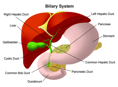 biliary_system.gif