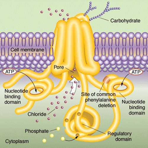 z.cftr.gif